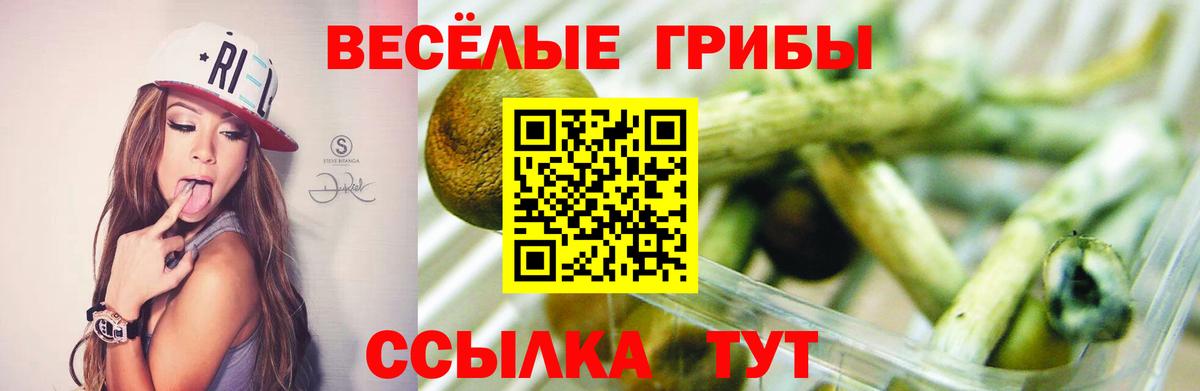 Галлюциногенные грибы MAGIC MUSHROOMS  Вход с VPN  Нарткала 
